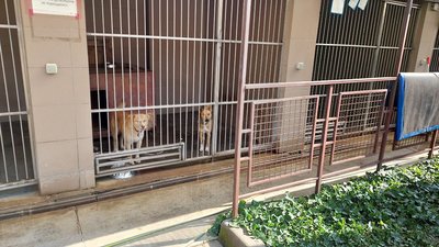 У Львівському притулку "Милосердя" шукають господарів для 400 собак У Львівському притулку "Милосердя" шукають господарів для 400 собак
