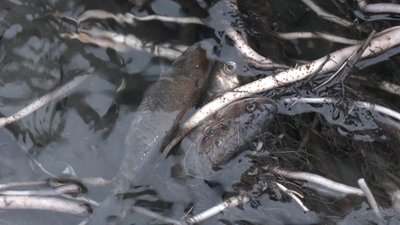 На Запоріжжі встановили межі зимувальних ям для риби, в межах яких заборонена риболовля