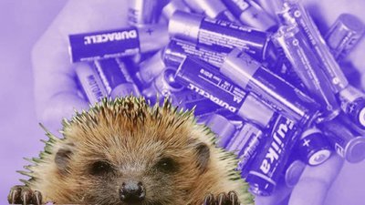 “Здай батарейку – врятуй їжака!” У Верховині назбирали майже 200 кг батарейок