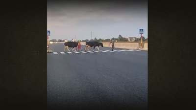 Допоможе вирішити всі проблеми: біля Козельця люди просять збудувати підземний скотопрогін замість надземного переходу Допоможе вирішити всі проблеми: біля Козельця люди просять збудувати підземний скотопрогін замість надземного переходу