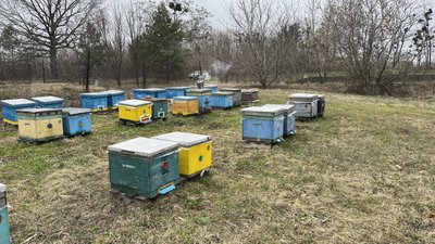 Як зима вплинула на бджіл у пасічників Полтавщини Як зима вплинула на бджіл у пасічників Полтавщини