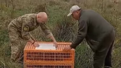 фазани, бережани, випустили фазанів, полювання, єгері, тернопільщина