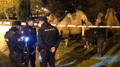Поліція затримала вісім верблюдів та ламу, які гуляли по Мадриду Поліція затримала вісім верблюдів та ламу, які гуляли по Мадриду