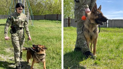 Собака Фріда з черкаської поліції допомагає розкривати вбивства і шукає зниклих дітей