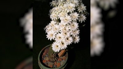 46 квіток на кактусі. Франківець поділився секретами догляду 46 квіток на кактусі. Франківець поділився секретами догляду
