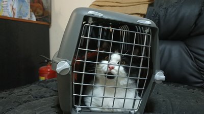 У Житомирі відновлять безкоштовну стерилізацію безпритульних тварин У Житомирі відновлять безкоштовну стерилізацію безпритульних тварин