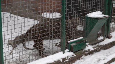 Як зимують тварини в Одеського зоопарку Як зимують тварини в Одеського зоопарку