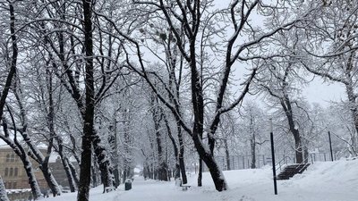 У Львові гілка від дерева травмувала 67-річну жінку