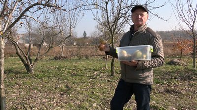 "Кизиловий король": волинянин 40 років вирощує фрукти і ягоди "Кизиловий король": волинянин 40 років вирощує фрукти і ягоди