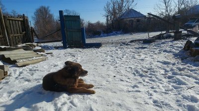 "Не змогла спуститися до підвалу, бо хворіла". Староста села про обстріл Павлівки на Сумщині, від якого загинула жінка "Не змогла спуститися до підвалу, бо хворіла". Староста села про обстріл Павлівки на Сумщині, від якого загинула жінка