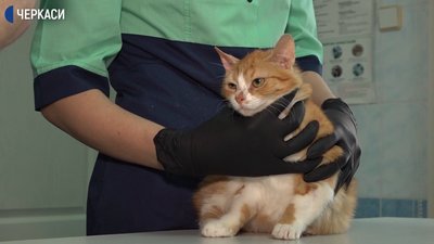 Як працюють черкаські ветклініки в умовах карантину Як працюють черкаські ветклініки в умовах карантину