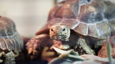 У харківському екопарку народилося 14 шпороносних черепах У харківському екопарку народилося 14 шпороносних черепах