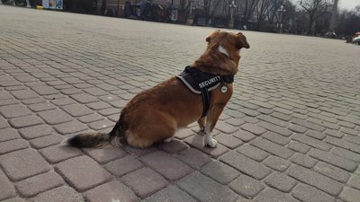 Шлейка з написом "Security" на Келлі Шлейка з написом "Security" на Келлі