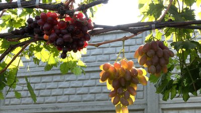 Виростив понад 100 сортів, 120 кущів: історія виноградаря-аматора з Рівненщини Виростив понад 100 сортів, 120 кущів: історія виноградаря-аматора з Рівненщини
