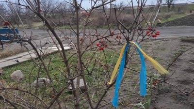 На тимчасово окупованій Херсонщині волонтери-партизани прикрасили ялинку у синьо-жовті стрічки На тимчасово окупованій Херсонщині волонтери-партизани прикрасили ялинку у синьо-жовті стрічки