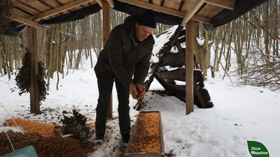 На Полтавщині лісники під час морозів посилено підгодовують диких тварин