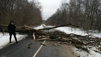 Через пориви вітру на Тернопільщині впали 12 дерев на дорогу Через пориви вітру на Тернопільщині впали 12 дерев на дорогу