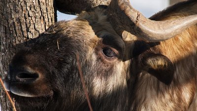 До Харкова з Риги привезли червонокнижних такінів До Харкова з Риги привезли червонокнижних такінів