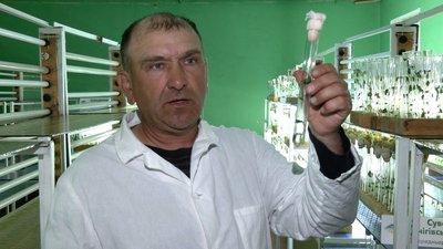 Вивезли 30 тонн картоплі: у Седневі росіяни пограбували підприємство, що займається селекцією