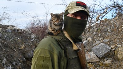 Міжнародна федерація кішок відсторонила від участі у виставках росіян