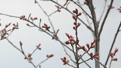 У Миколаєві заквітли перші сакури