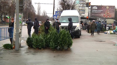 У Житомирі розповіли, скільки перед святами коштуватимуть ялинки та сосни У Житомирі розповіли, скільки перед святами коштуватимуть ялинки та сосни