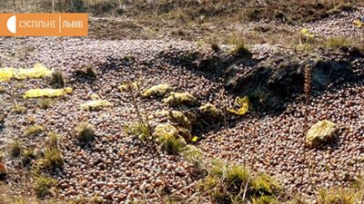 На Львівщині невідомі викинули тисячі равликів: екологи відібрали взірці землі На Львівщині невідомі викинули тисячі равликів: екологи відібрали взірці землі