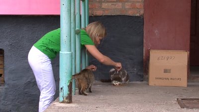 Коти без кліщів: у Черкасах обробили безпритульних тварин Коти без кліщів: у Черкасах обробили безпритульних тварин
