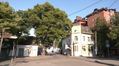 Екскурсія віковими деревами Екскурсія віковими деревами