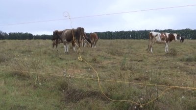 Корів на Вінниччині випасає електропастух: що це та за яким принципом він працює Корів на Вінниччині випасає електропастух: що це та за яким принципом він працює