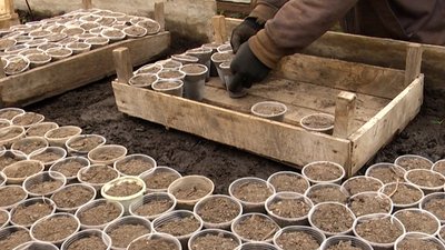 У Житомирі комунальники планують висадити більше 100 тисяч рослин У Житомирі комунальники планують висадити більше 100 тисяч рослин