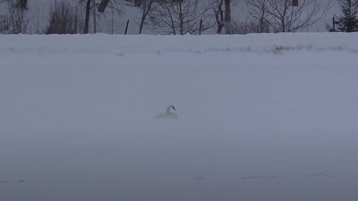 Лебеді у безпеці. На міському озері у Долині рятувальники з комунальниками проламували кригу Лебеді у безпеці. На міському озері у Долині рятувальники з комунальниками проламували кригу