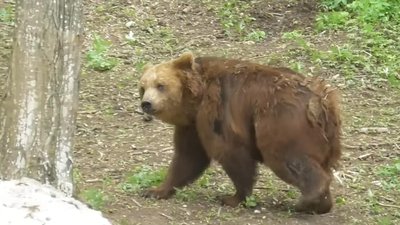 Червонокнижних ведмедів із Прикарпаття відправили до реабілітаційного центру на Хмельниччині