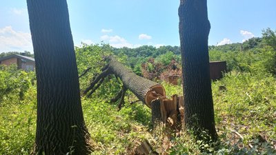 У Полтаві спилюють дуби, на місце викликали поліцію У Полтаві спилюють дуби, на місце викликали поліцію