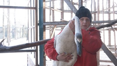 Врятовані лебеді в екопарку Харкова: як живуть птахи та чи зможуть літати Врятовані лебеді в екопарку Харкова: як живуть птахи та чи зможуть літати