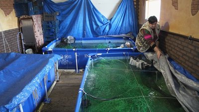 Світлана Коваль тримає в різних басейнах малька та дорослих креветок. Фото: Суспільне Поділля.