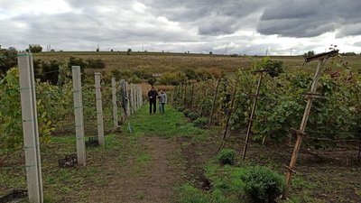 "Виноградарство–справа життя".Подружжя з Кіровоградщини вирущує 200 сортів винограду "Виноградарство–справа життя".Подружжя з Кіровоградщини вирущує 200 сортів винограду
