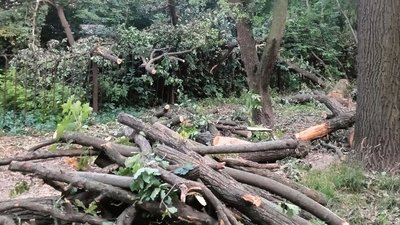 Вирубка дерев у парковій зоні на столичних Теремках