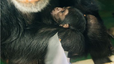 В екопарку Харкова вперше показали новонароджених шимпанзе