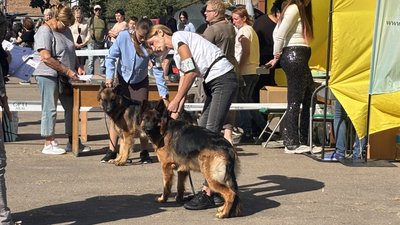 Житомир, Бердичів, виставка собак, породи, номінації, 15 вересня 2025 року