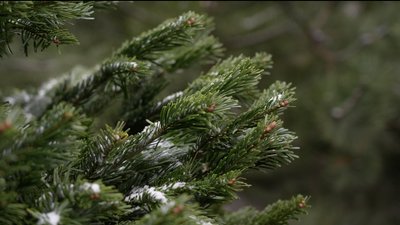 Ціни сягають 10 тис. грн. У Дніпрі відкрились 70 точок продажу новорічних дерев Ціни сягають 10 тис. грн. У Дніпрі відкрились 70 точок продажу новорічних дерев