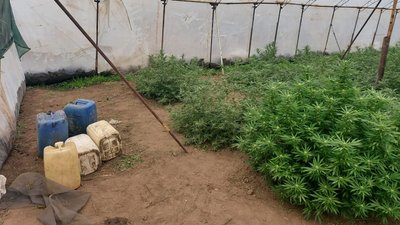 На Херсонщині поліцейські виявили ділянку конопель вартістю близько мільйона гривень На Херсонщині поліцейські виявили ділянку конопель вартістю близько мільйона гривень