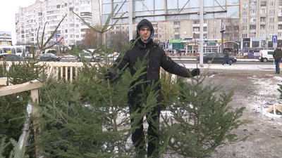 13 місць для продажу новорічних дерев визначили цього року в Луцьку 13 місць для продажу новорічних дерев визначили цього року в Луцьку