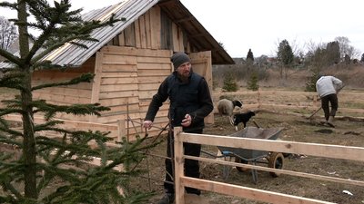 Вівці на "Оствиці": для чого їх оселили у рівненському парку історичної реконструкції Вівці на "Оствиці": для чого їх оселили у рівненському парку історичної реконструкції