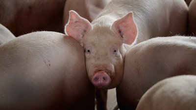 У Гайворонському районі виявили африканську чуму свиней