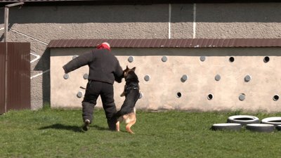 Шукають зброю, наркотики, допомагають у пошуку людей: як в Житомирі дресирують собак Шукають зброю, наркотики, допомагають у пошуку людей: як в Житомирі дресирують собак