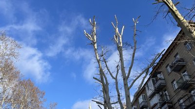 "Дерева — це легені міста". У Миколаєві відбулася акція-протест проти обрізання платанів "Дерева — це легені міста". У Миколаєві відбулася акція-протест проти обрізання платанів