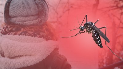 "Зимове сусідство" комарів