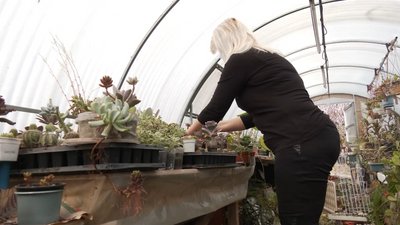 Кількатисячну колекцію сукулентів зібрала черкащанка