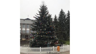 ялинки на Рівненщині ялинки на Рівненщині